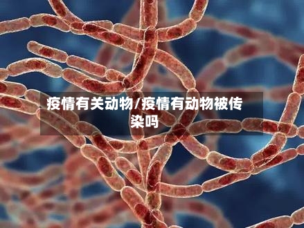 疫情有关动物/疫情有动物被传染吗