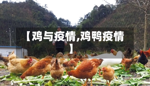 【鸡与疫情,鸡鸭疫情】