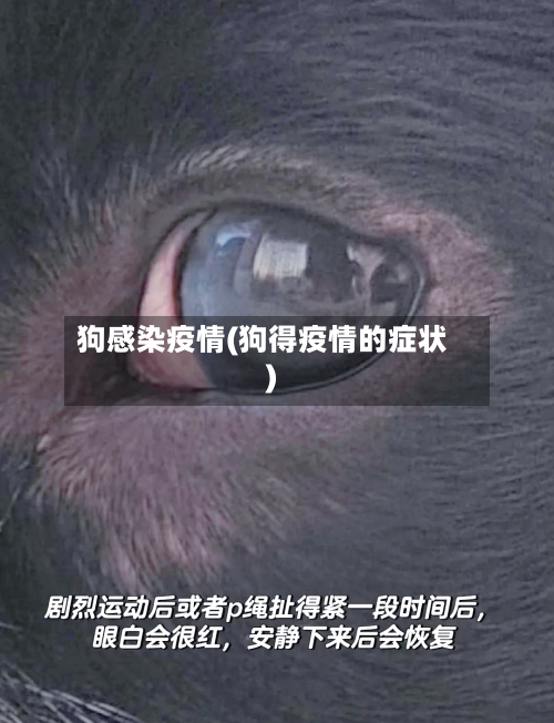 狗感染疫情(狗得疫情的症状)