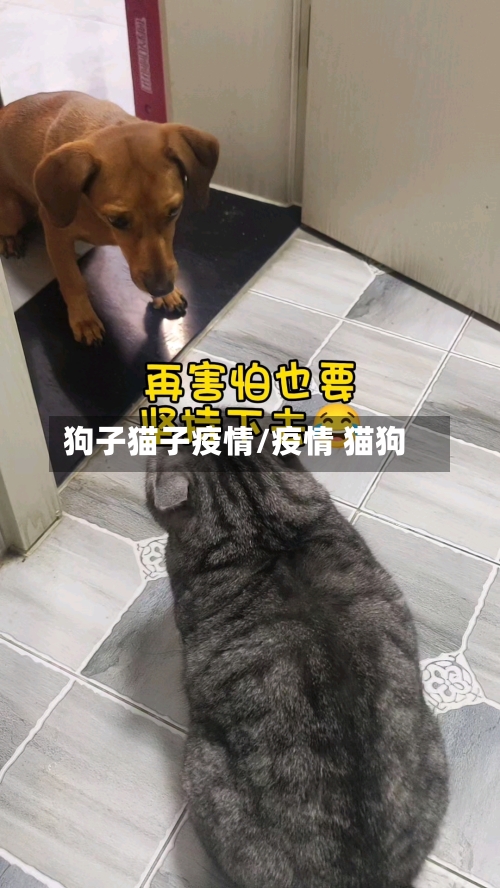狗子猫子疫情/疫情 猫狗