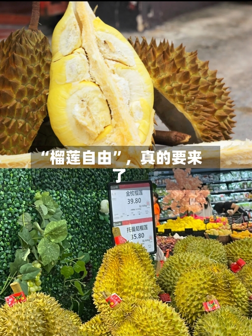 “榴莲自由”，真的要来了