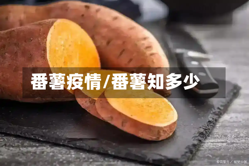 番薯疫情/番薯知多少