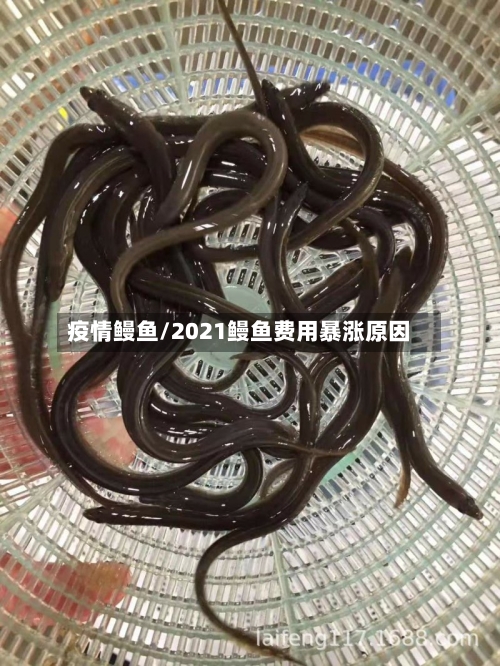 疫情鳗鱼/2021鳗鱼费用暴涨原因