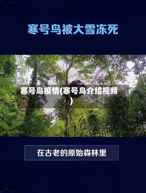 寒号鸟疫情(寒号鸟介绍视频)