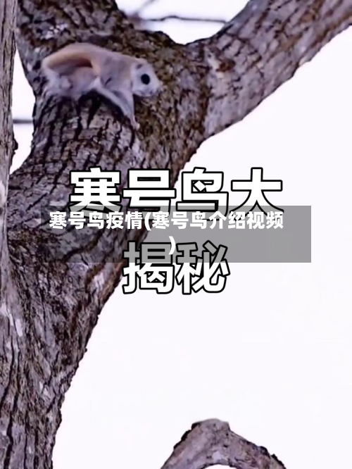 寒号鸟疫情(寒号鸟介绍视频)-第2张图片