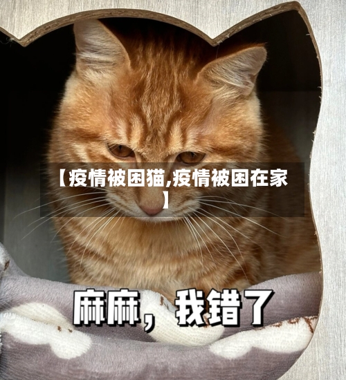 【疫情被困猫,疫情被困在家】