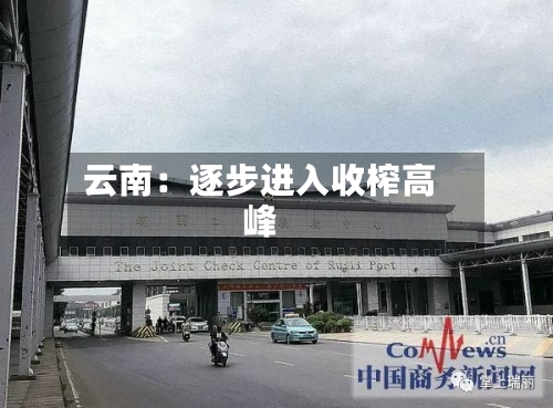 云南:逐步进入收榨高峰-第2张图片