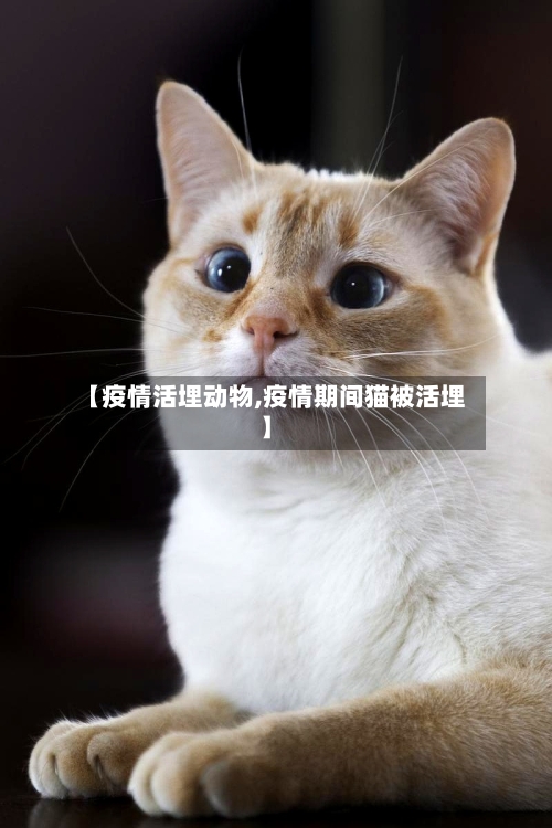 【疫情活埋动物,疫情期间猫被活埋】