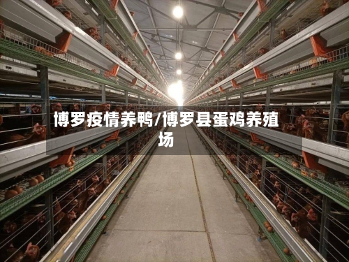 博罗疫情养鸭/博罗县蛋鸡养殖场