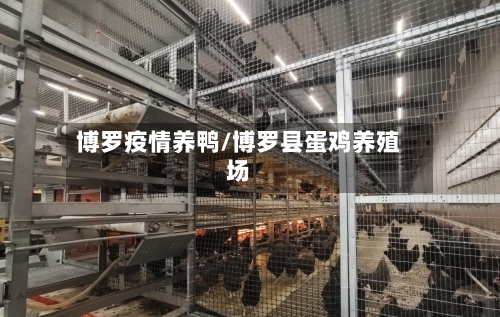 博罗疫情养鸭/博罗县蛋鸡养殖场-第3张图片