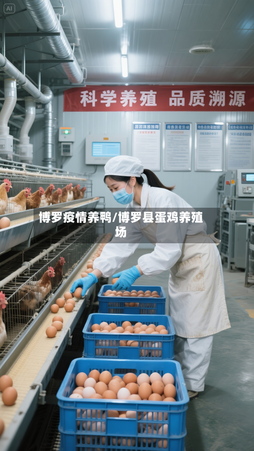 博罗疫情养鸭/博罗县蛋鸡养殖场-第2张图片