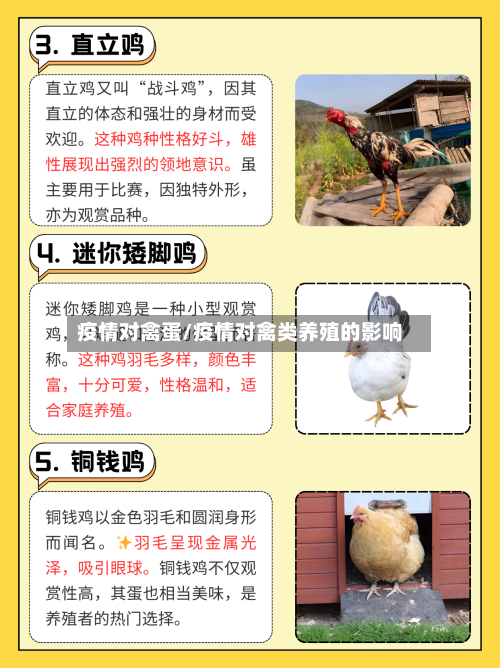 疫情对禽蛋/疫情对禽类养殖的影响