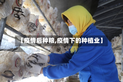 【疫情后种粮,疫情下的种植业】