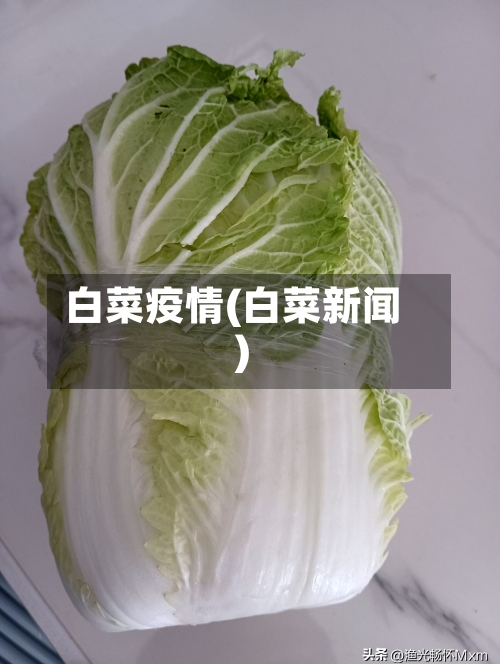 白菜疫情(白菜新闻)
