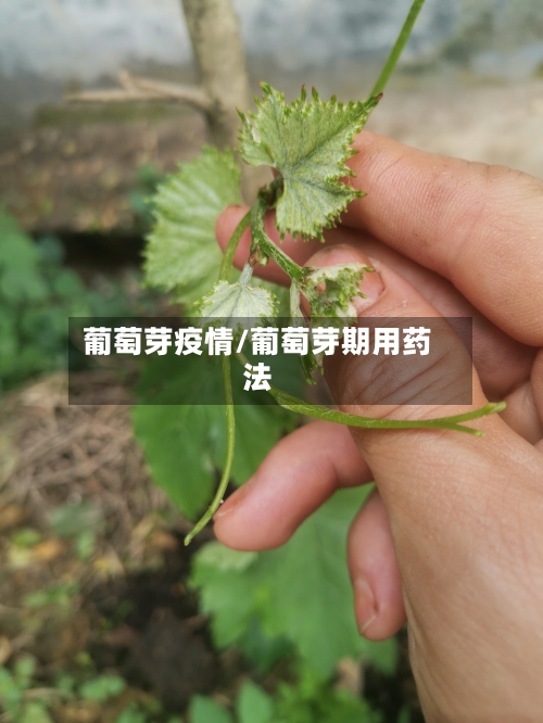 葡萄芽疫情/葡萄芽期用药法