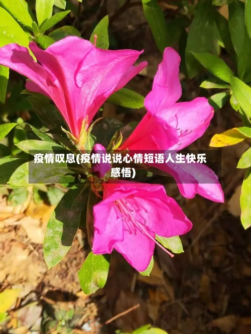 疫情叹息(疫情说说心情短语人生快乐感悟)