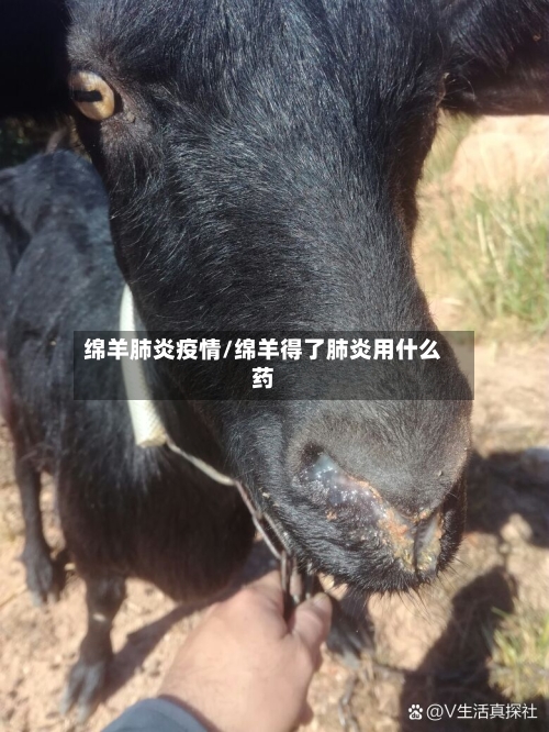 绵羊肺炎疫情/绵羊得了肺炎用什么药