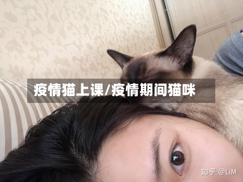疫情猫上课/疫情期间猫咪