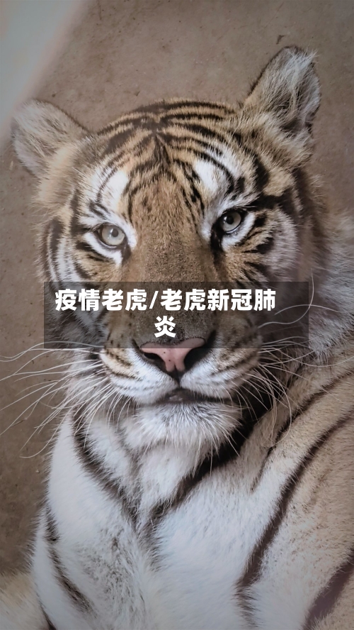 疫情老虎/老虎新冠肺炎