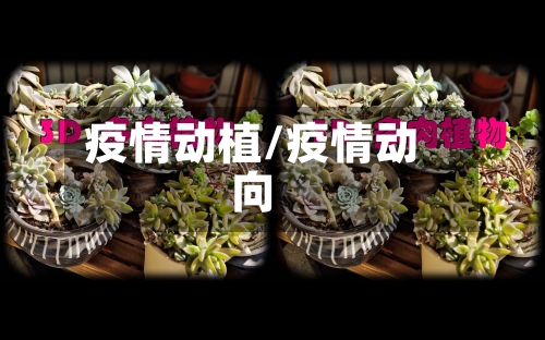 疫情动植/疫情动向