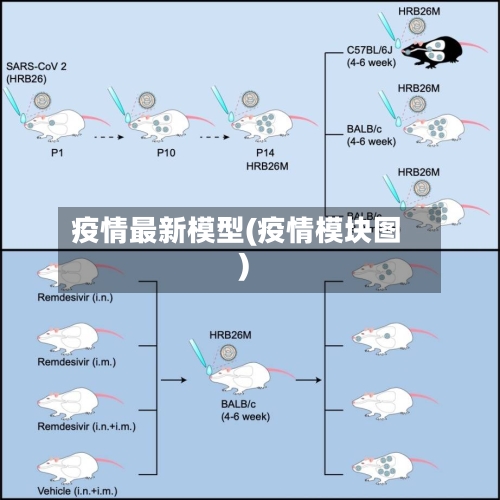 疫情最新模型(疫情模块图)