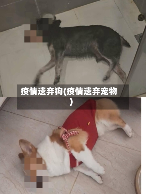 疫情遗弃狗(疫情遗弃宠物)