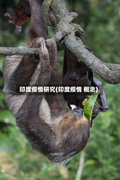 印度疫情研究(印度疫情 概念)