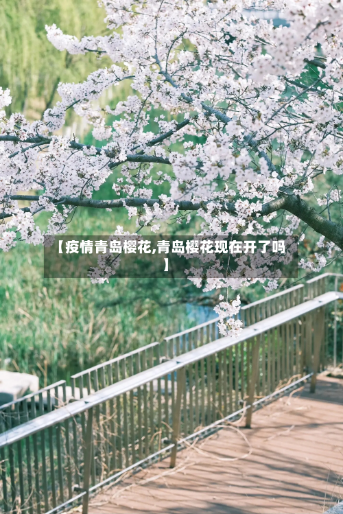 【疫情青岛樱花,青岛樱花现在开了吗】