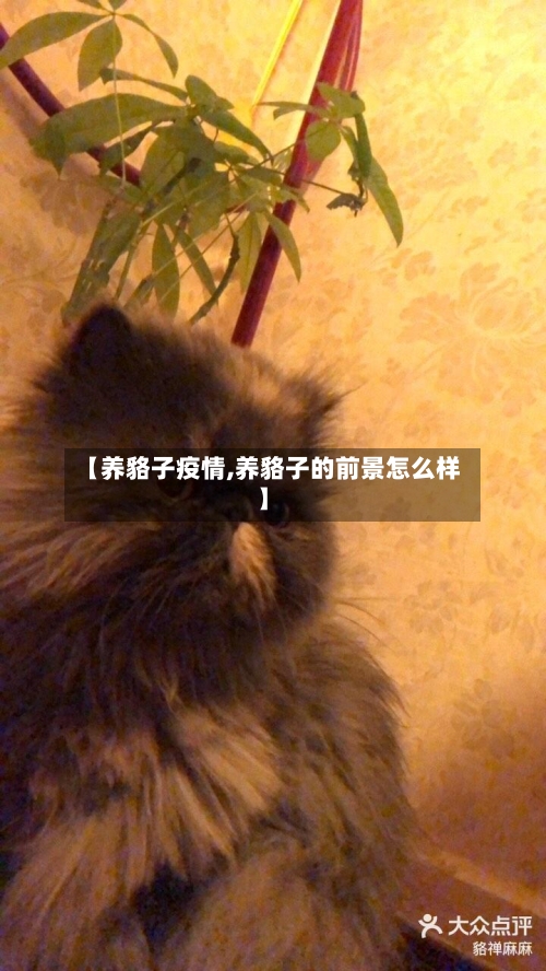 【养貉子疫情,养貉子的前景怎么样】