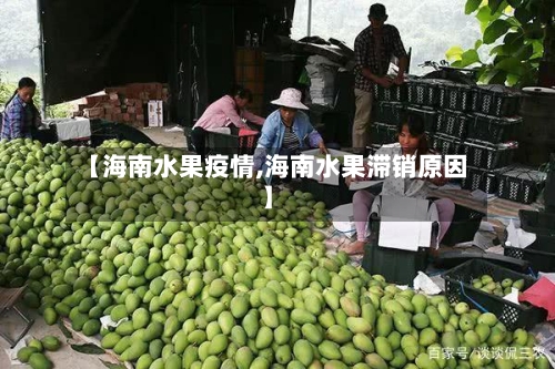 【海南水果疫情,海南水果滞销原因】