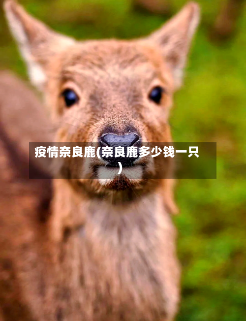 疫情奈良鹿(奈良鹿多少钱一只)