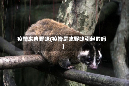 疫情来自野味(疫情是吃野味引起的吗)