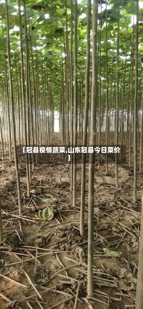 【冠县疫情蔬菜,山东冠县今日菜价】