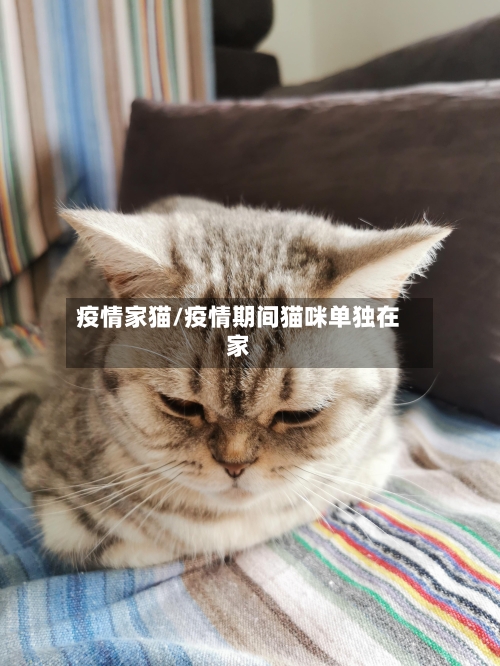 疫情家猫/疫情期间猫咪单独在家