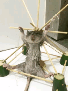 疫情表妹/疫情表情包搞笑动态图片