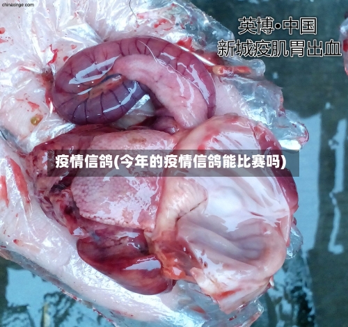 疫情信鸽(今年的疫情信鸽能比赛吗)
