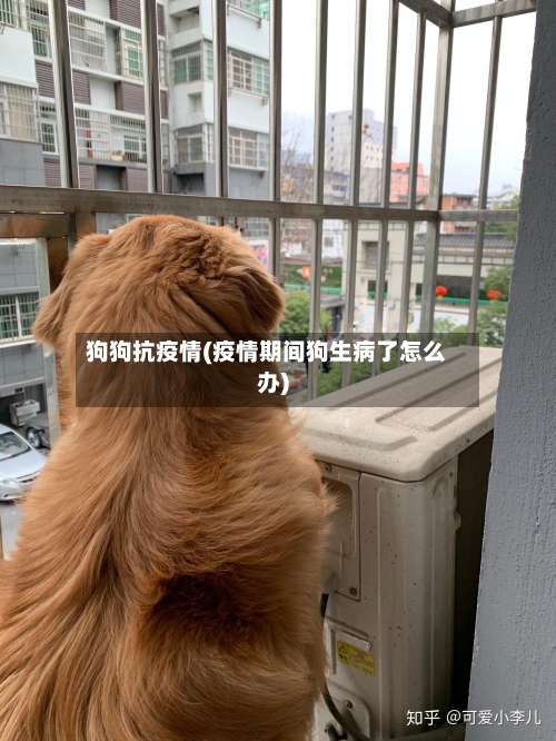 狗狗抗疫情(疫情期间狗生病了怎么办)