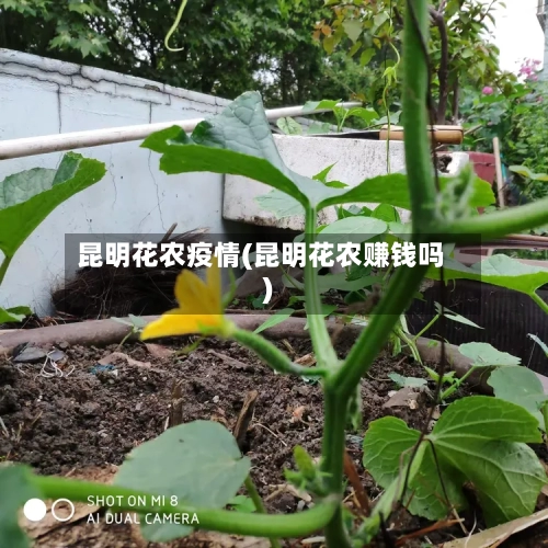 昆明花农疫情(昆明花农赚钱吗)