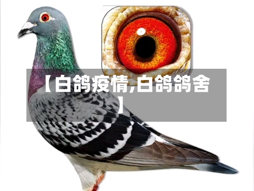 【白鸽疫情,白鸽鸽舍】