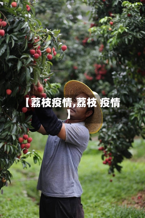 【荔枝疫情,荔枝 疫情】