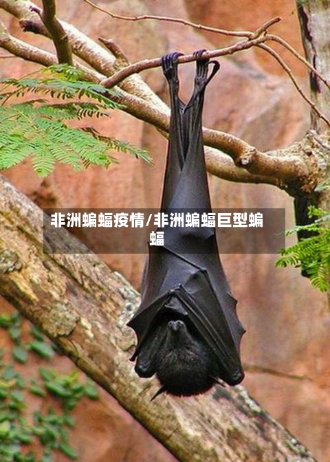 非洲蝙蝠疫情/非洲蝙蝠巨型蝙蝠