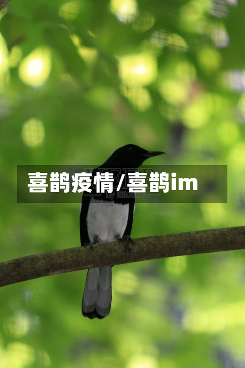 喜鹊疫情/喜鹊im