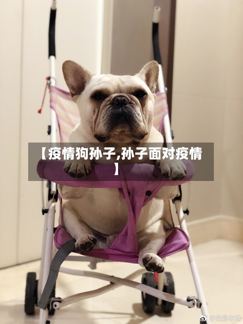 【疫情狗孙子,孙子面对疫情】