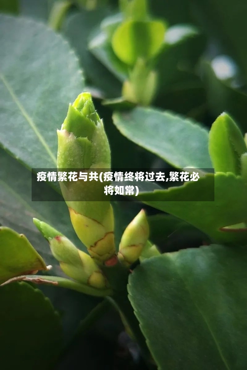 疫情繁花与共(疫情终将过去,繁花必将如常)