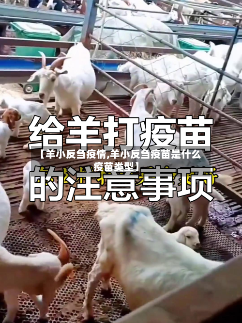 【羊小反刍疫情,羊小反刍疫苗是什么疫苗类型】