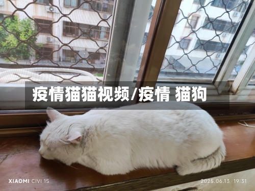疫情猫猫视频/疫情 猫狗