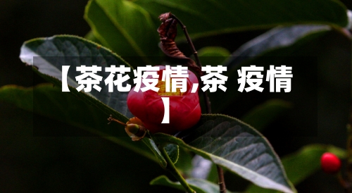 【茶花疫情,茶 疫情】