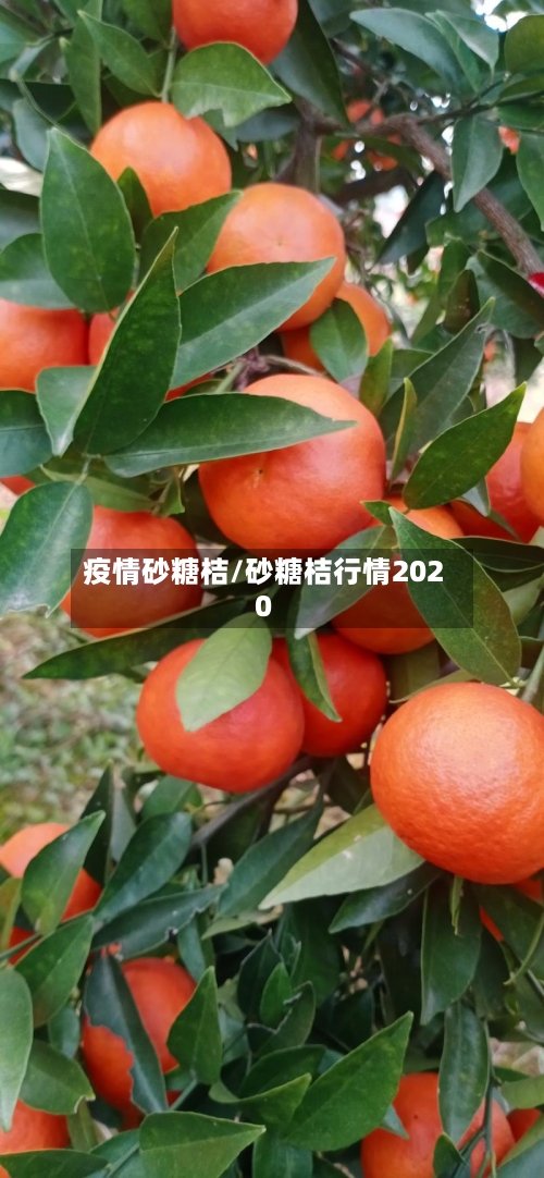 疫情砂糖桔/砂糖桔行情2020