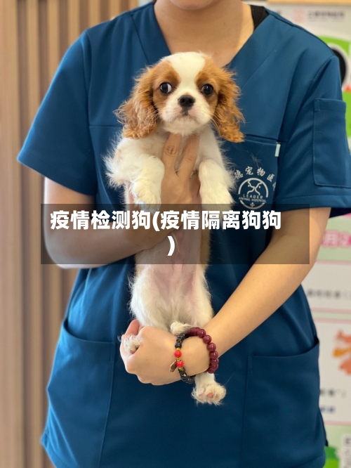 疫情检测狗(疫情隔离狗狗)