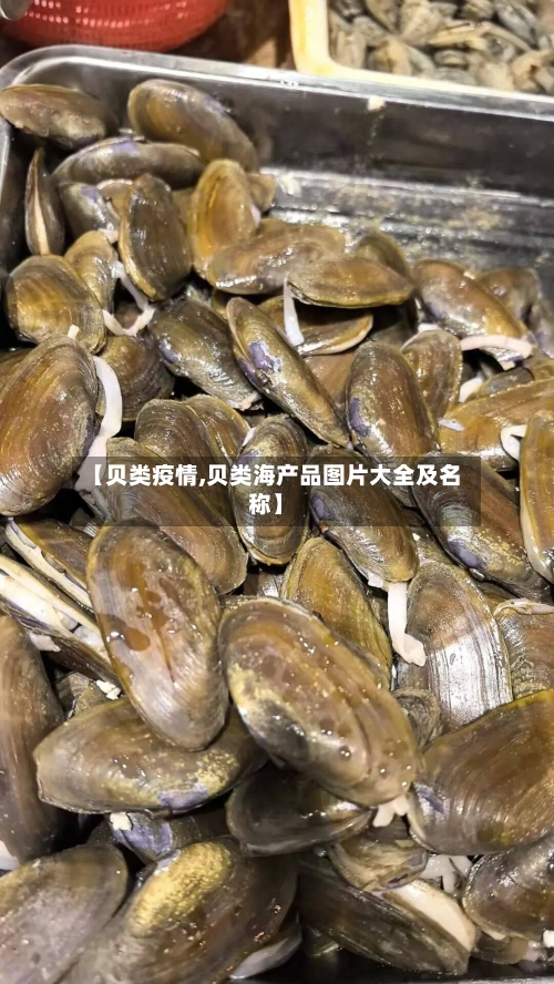 【贝类疫情,贝类海产品图片大全及名称】